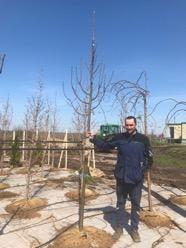 Саженец городского дерева
