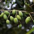 Из зеленых ягод отжимается «молодое» масло с легкой перчинкой во вкусу