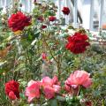 Powerscourt Gardens